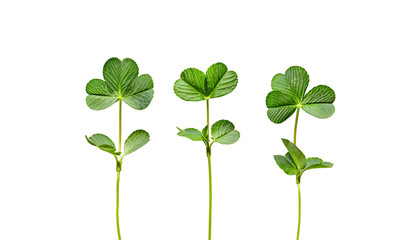  3 clover Leafs growing on the same stem, isolated in white background