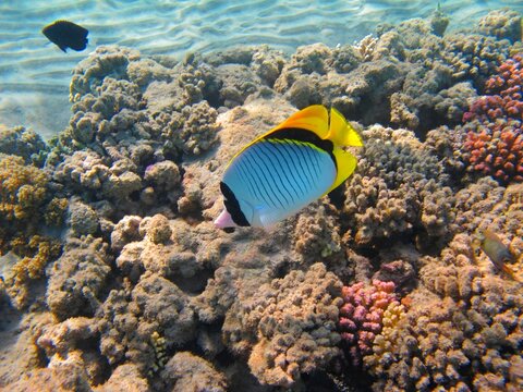 Tropical Butterflyfish (Chaetodontidae) swimming over coral reef. Shallow sea, corals and vivid marine animal. Underwater photography from snorkeling.