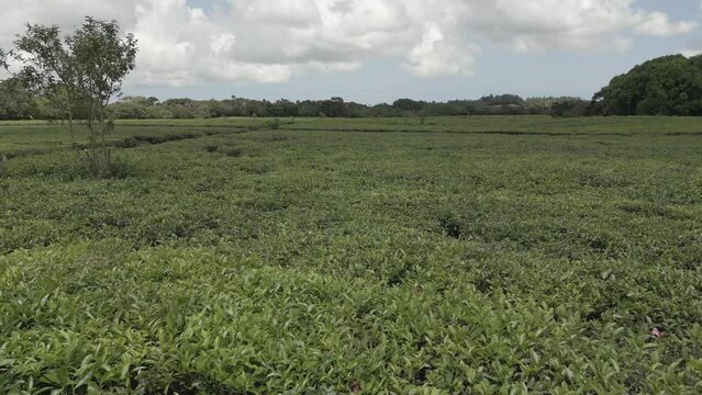 Drone view of tea plant fields (plantation) and landscape near Bois Cheri, Savanne District, Mauritius, Indian Ocean, Africa