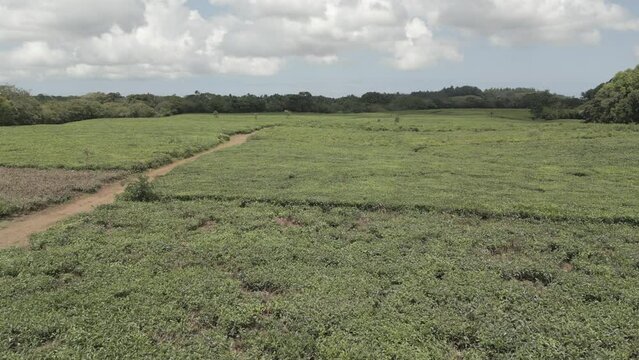 Drone view of tea plant fields (plantation) and landscape near Bois Cheri, Savanne District, Mauritius, Indian Ocean, Africa