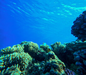 Coral reef and fish in the Red Sea. Egypt, Africa