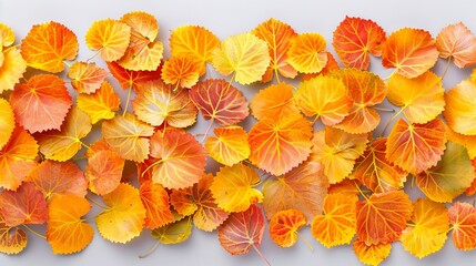   A collection of orange and yellow leaves resting atop a white backdrop, featuring a nearby white wall in the background