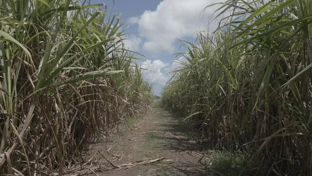 View of sugar cane field near Vallee du Paradis, Mauritius, Indian Ocean, Africa
