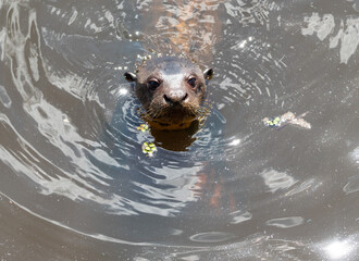 Obraz premium Close up of giant otter's face, swimming through the water on a sunny day
