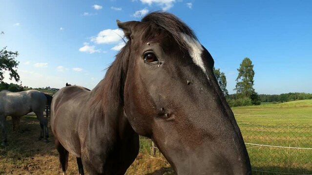 Pferd legt Ohren An und droht. Aggressives Verhalten im Kampf	
