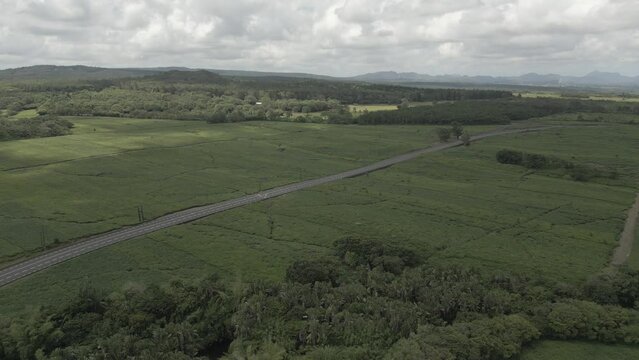 Drone view of tea plant fields (plantation) (estate) and landscape near Bois Cheri, Savanne District, Mauritius, Indian Ocean, Africa