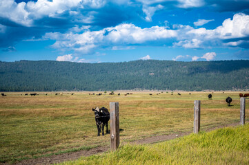 Cattle free grazing in open flats outside of Fort Klamath , Oregon