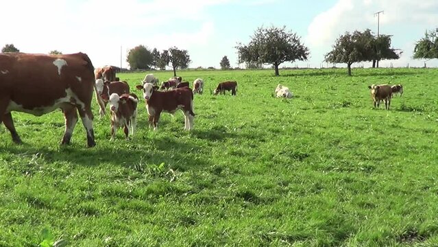 Gl&uuml;ckliche K&uuml;he mit K&auml;lbchen auf der Wiese in Deutschland