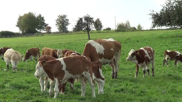 Gl&uuml;ckliche K&uuml;he mit K&auml;lbchen auf der Wiese in Deutschland	
