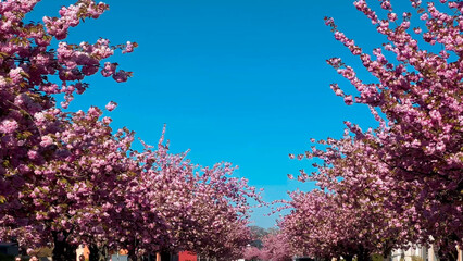 Alley of pink cherry blossoms Bielefeld, Germany April 20, 2023