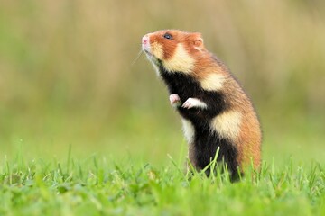 European hamster Cricetus cricetus rodent eurasian black-bellied common grassland in fields of...