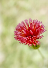 Macro of a Florida Tasselflower with a green background with bokeh
