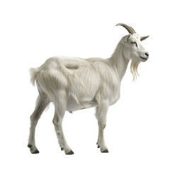 white goat standing on four legs, white background.
