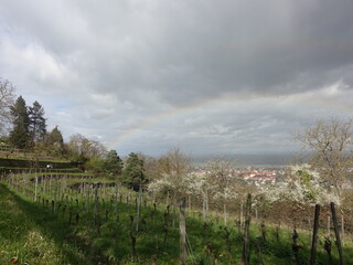 Regenbogen über den Weinbergen den Hang hinunter