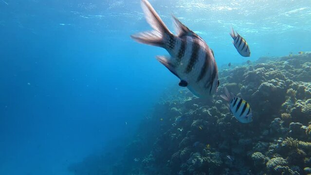 Scherenschwanz Sergeant Fisch Abudefduf sexfasciatus am Korallen Riff im Roten Meer in Ägypten	