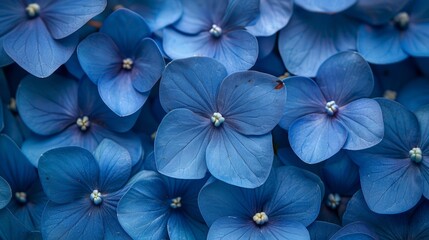   A cluster of blue flowers surrounded by more blue flowers