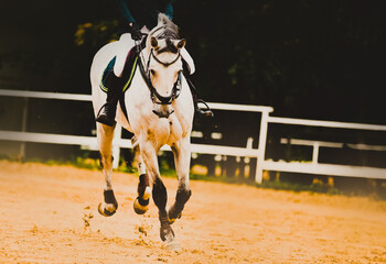 A horse with a rider in the saddle gallops through an outdoor arena on a summer day. Dressage competitions. Equestrian sports and horse riding.