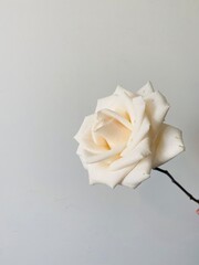 Fotografía de elegante rosa blanca. 