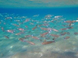 Tropical blue sea and school of swimming fish (Mullets). Underwater photography from snorkeling in...