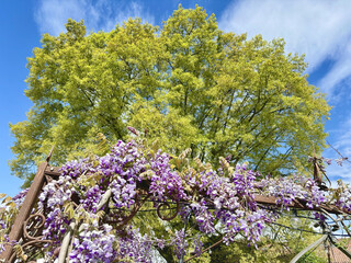 fiore di glicine 