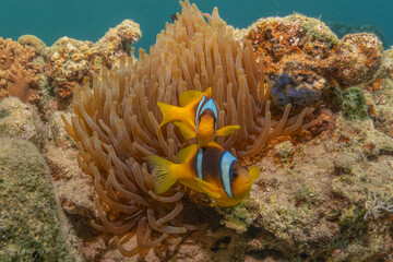 Clown-fish in the Red Sea Colorful and beautiful, Eilat Israel
