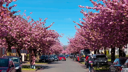 Alley of pink cherry blossoms Bielefeld, Germany April 20, 2023