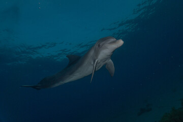 Dolphin swimming in the Red Sea, Eilat Israel

