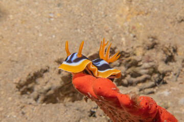 Sea Slug in the Red Sea Colorful and beautiful, Eilat Israel
