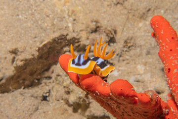 Sea Slug in the Red Sea Colorful and beautiful, Eilat Israel
