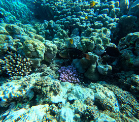 Underwater view of tropical coral reef with fish and marine life.