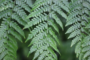 close up of fresh green fern leaves growing in the garden