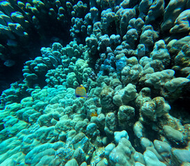 Naklejka na ściany i meble Underwater view of a tropical coral reef with fishes and corals