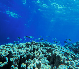 Underwater view of a tropical coral reef with fishes and corals