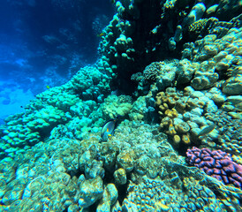 Fototapeta na wymiar Underwater view of coral reef with fishes and corals in tropical sea