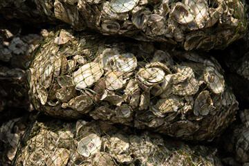 A pile of oyster shells are stacked on top of each other. The shells are covered in a mesh netting
