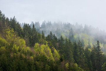 Young mixed forest in fog.