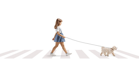 Full length profile shot of a little girl crossing a street with a white maltese poodle dog