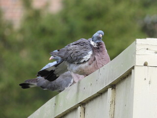 Pigeons are sitting on an inclined beam