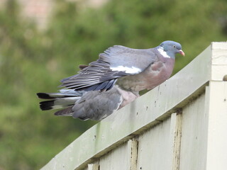 Pigeons are sitting on an inclined beam