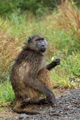 Baboon searching for food in the rain in the green season in the Kruger National Park in South Africa  