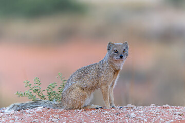 The yellow mongoose (Cynictis penicillata) sitting and looking around for food in the Kalahari in South Africa - obrazy, fototapety, plakaty