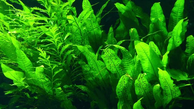Microsorum pteropus, commonly known as Java fern after the Indonesian island of Java, can be found in Malaysia, Thailand, Northeast India and some regions of China.