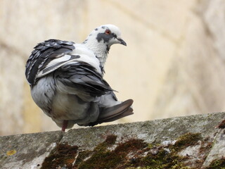 Pigeon on the stone old wall