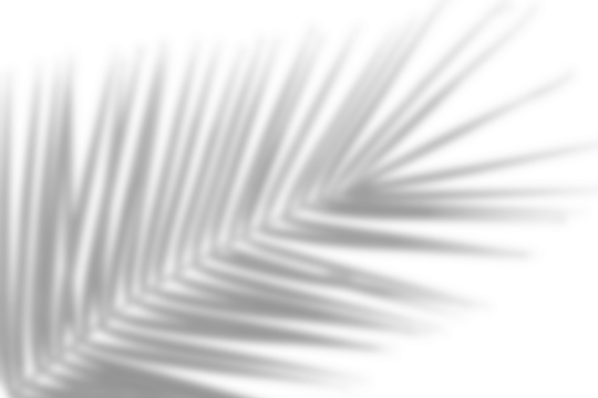 Palm leaf shadow on a transparent background. Tropical plant tree leaves branch shadow for overlaying a photo or mockup. Decoration summer design elements