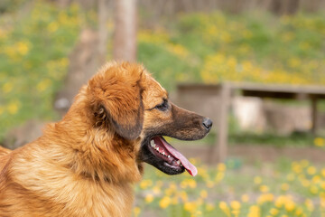 Spring Dog Portrait.Cute dog on lawn with dandelions.