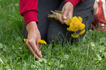 Yellow dandelions and man.Hands holding yellow dandelion flowers.