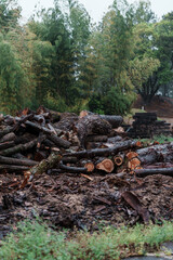 Fototapeta na wymiar 雨の中の伐採された木