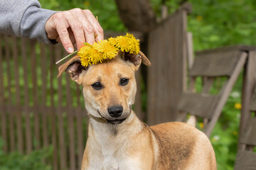 Spring dog portrait.Funny dog in dandelion wreath.
