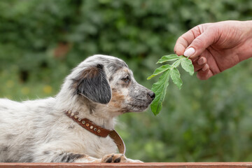 Spring portrait of a dog. Cute puppy playing with a green leaf.