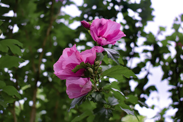 Pinkish Red Rose of Sharon Hibiscus Bush Flower Summer Garden 